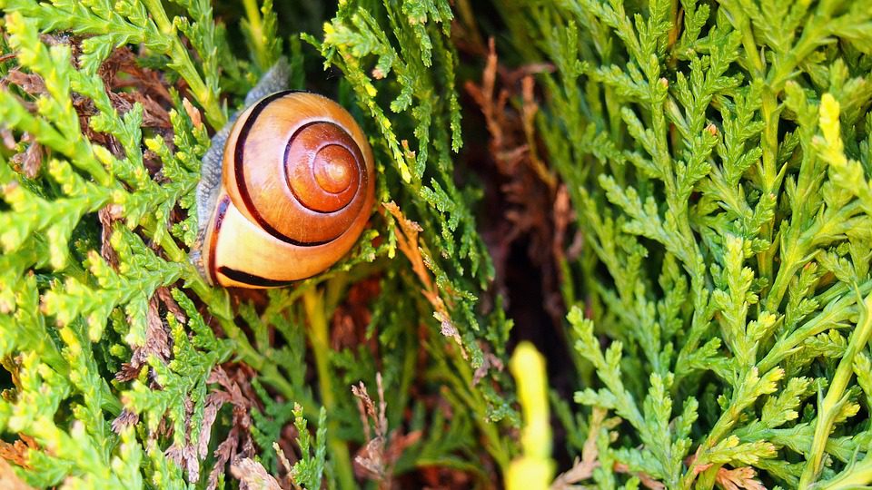 Como Escolher Vinhos para Churrascos