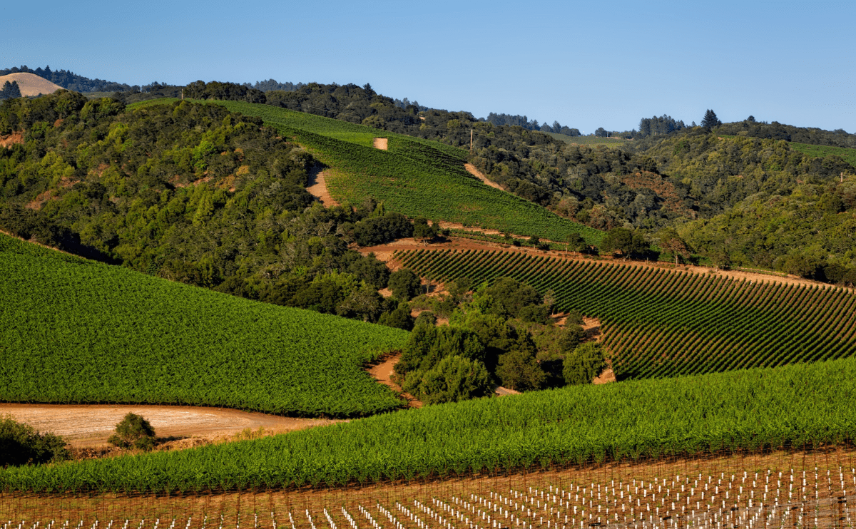 O Segredo das Uvas Perfeitas: A Busca pelo Vinho Ideal