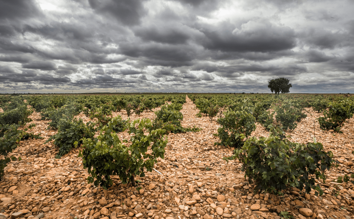 A Magia dos Vinhos de Toro na Espanha