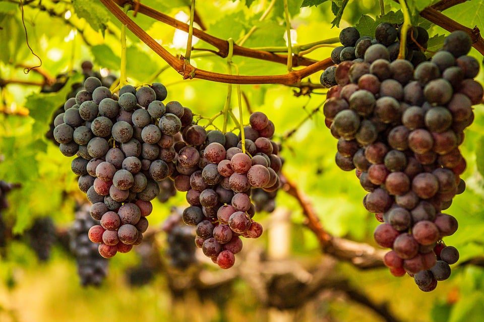 O Mistério das Garrafas Douradas: Vinhos de Luxo e Ostentação