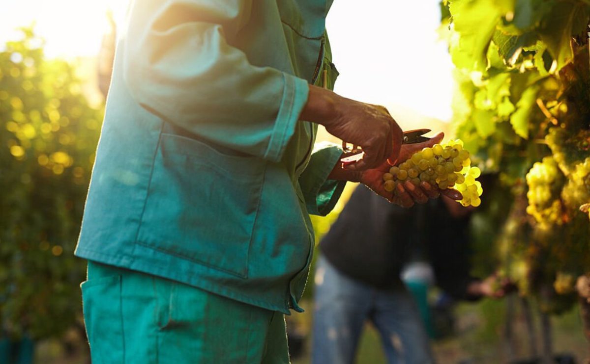 Vinhos de Colheita Tardia: A Doçura da Natureza