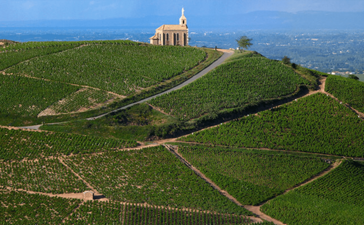 Descobrindo os Vinhos de Côtes du Rhône