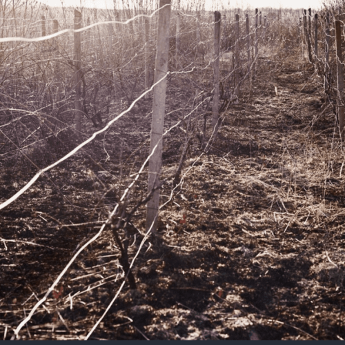 O Caso das Garrafas Incendiadas: Histórias de Vinícolas em Chamas