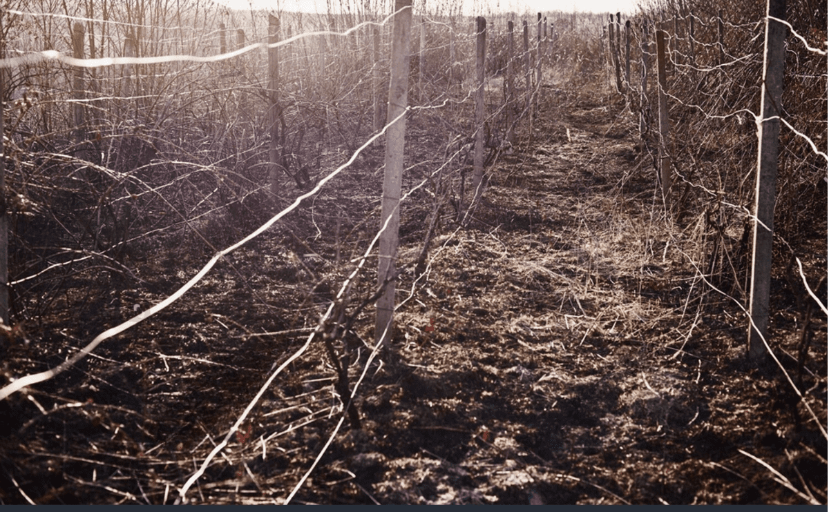 O Caso das Garrafas Incendiadas: Histórias de Vinícolas em Chamas